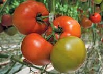Брайтина F1 - томат индетерминантный, 500 семян, Syngenta фото, цена